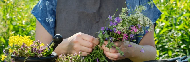 Plantas medicinales para el cuidado de la piel